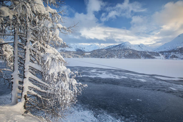 Snowy trees on the shore of the frozen Lake Sils Upper Engadine Canton of Grisons Switzerland Europe