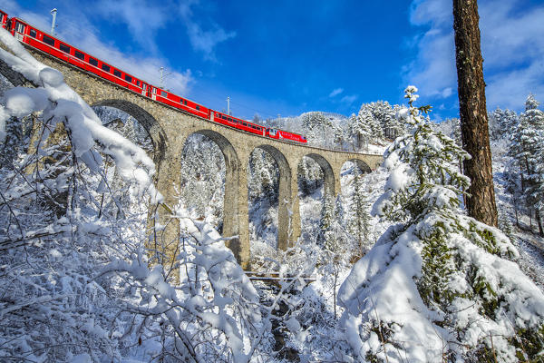 Bernina Express passes through the snowy woods Filisur Canton of Grisons Switzerland Europe