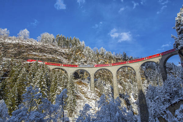 Bernina Express passes through the snowy woods Filisur Canton of Grisons Switzerland Europe