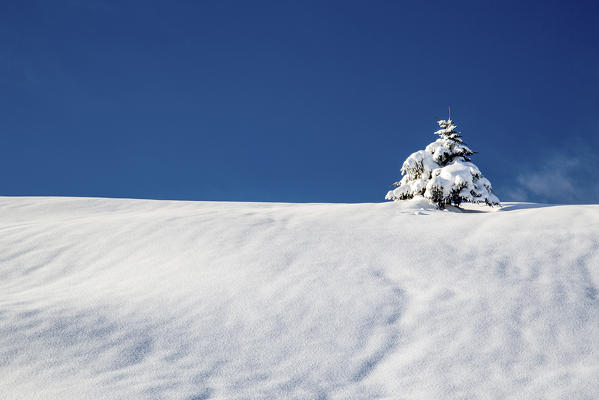 Snow covered tree after a heavy snowfall Masino Valley Valtellina Orobie Alps Lombardy Italy Europe