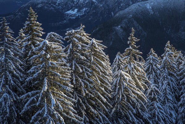 Snow covered trees Gerola Valley Valtellina Orobie Alps Lombardy Italy Europe