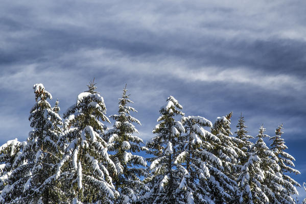 Snow covered trees under the cloudy winter sky Gerola Valley Valtellina Orobie Alps Lombardy Italy Europe