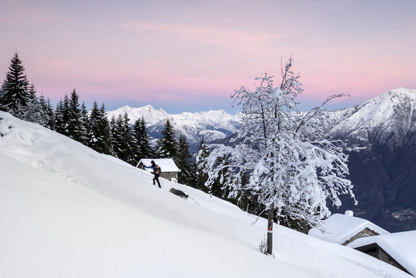 Alpine skier through the snowy landscape Tagliate Di Sopra Gerola Valley Valtellina Orobie Alps Lombardy Italy Europe