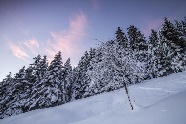 Pink sky at dawn above snow covered trees Tagliate Di Sopra Gerola Valley Valtellina Orobie Alps Lombardy Italy Europe