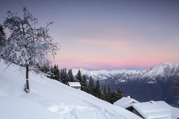 Pink sky at dawn above snow covered huts and trees Tagliate Di Sopra Gerola Valley Valtellina Orobie Alps Lombardy Italy Europe