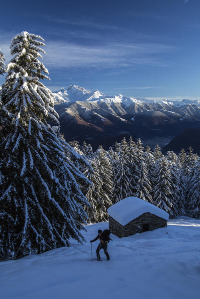 Hiker on snowshoes through the snowy woods Olano Masino Valley Valtellina Orobie Alps Lombardy Italy Europe