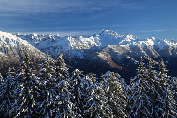 Snow covered trees and  Mount Disgrazia in the background Olano Gerola Valley Valtellina Rhaetian Alps Lombardy Italy Europe