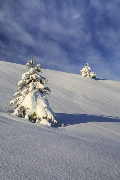 Snow covered trees after a heavy snowfall Olano Masino Valley Valtellina Orobie Alps Lombardy Italy Europe