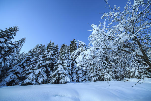 Lights of dusk illuminate the snow covered woods Olano Masino Valley Valtellina Orobie Alps Lombardy Italy Europe