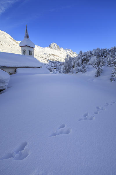 The bell tower submerged by snow surrounded by woods Maloja Canton of Graubünden Engadine Switzerland Europe