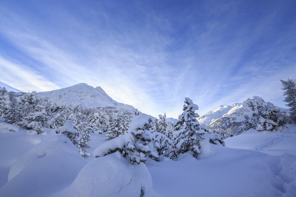 The heavy snowfall covered trees and the peaks  around Maloja Canton of Graubünden Engadine Switzerland Europe