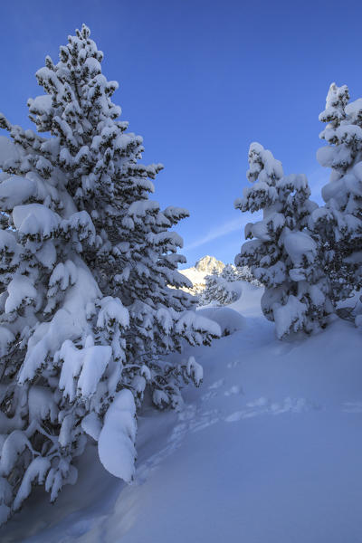 The heavy snowfall covered trees and the landscape  around Maloja Canton of Graubünden Engadine Switzerland Europe