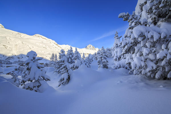 The heavy snowfall covered trees and the peaks  around Maloja Canton of Graubünden Engadine Switzerland Europe