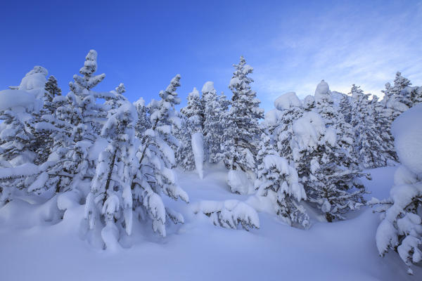 The heavy snowfall covered trees and the landscape  around Maloja Canton of Graubünden Engadine Switzerland Europe