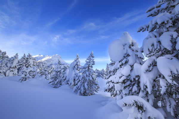 The heavy snowfall covered trees and the peaks  around Maloja Canton of Graubünden Engadine Switzerland Europe