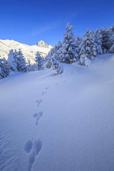 The heavy snowfall covered trees and the peaks  around Maloja Canton of Graubünden Engadine Switzerland Europe