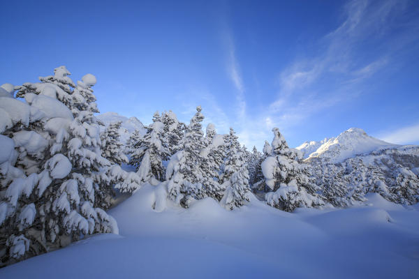 The heavy snowfall covered trees and the peaks  around Maloja Canton of Graubünden Engadine Switzerland Europe