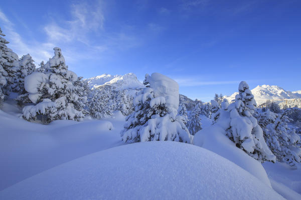 The heavy snowfall covered trees and the peaks  around Maloja Canton of Graubünden Engadine Switzerland Europe
