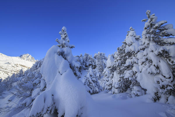 The heavy snowfall covered trees and the peaks  around Maloja Canton of Graubünden Engadine Switzerland Europe