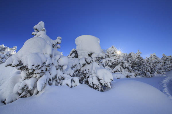 The heavy snowfall covered trees and woods  around Maloja Canton of Graubünden Engadine Switzerland Europe