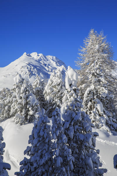 The heavy snowfall covered trees and the peaks  around Maloja Canton of Graubünden Engadine Switzerland Europe
