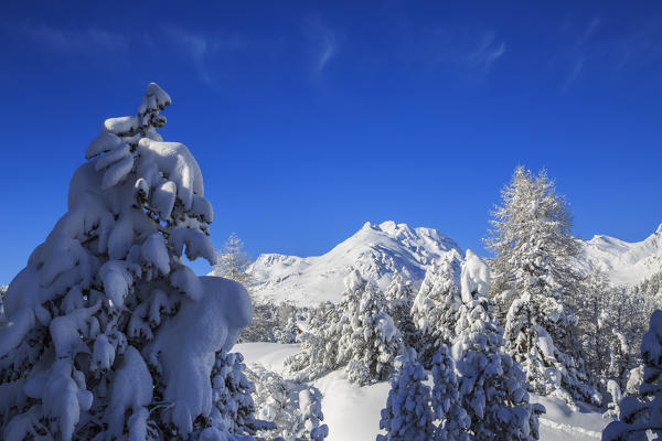 The heavy snowfall covered trees and the peaks  around Maloja Canton of Graubünden Engadine Switzerland Europe