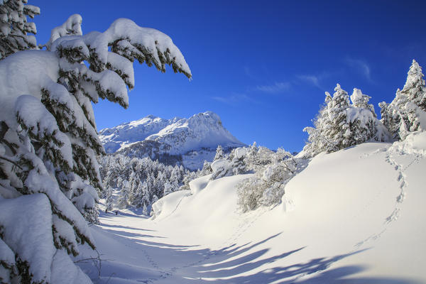 The winter sun shines on the snow covered woods and the landscape around Maloja Canton of Graubünden Engadine Switzerland Europe