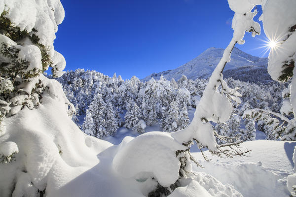 The winter sun shines on the snow covered woods and the landscape around Maloja Canton of Graubünden Engadine Switzerland Europe