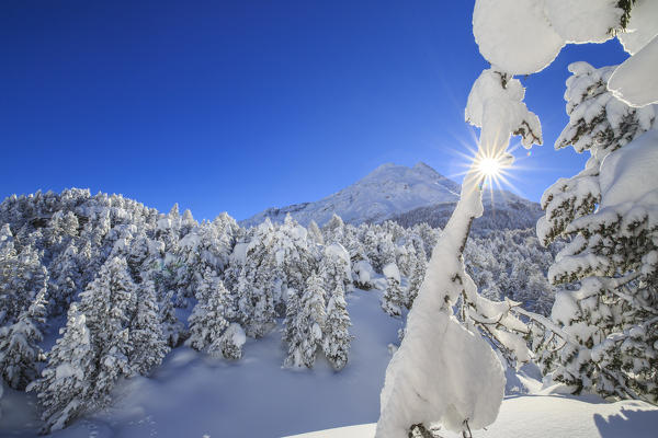 The winter sun shines on the snow covered woods and the landscape around Maloja Canton of Graubünden Engadine Switzerland Europe