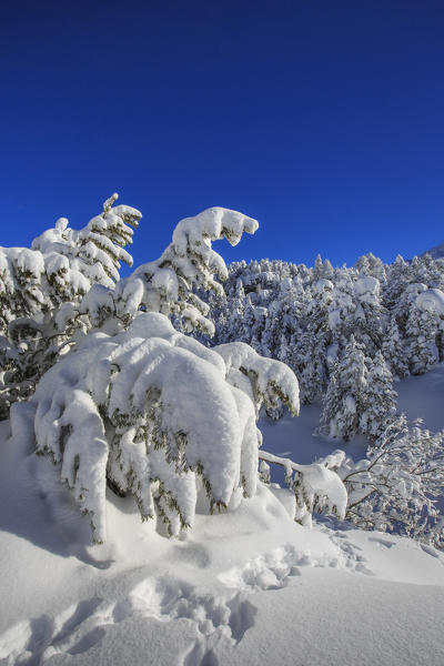 The heavy snowfall covered trees and the landscape  around Maloja Canton of Graubünden Engadine Switzerland Europe