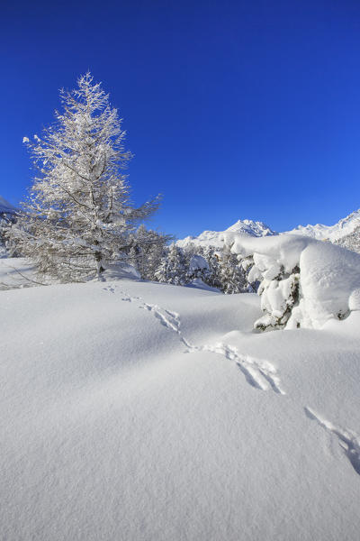 The winter sun shines on the snow covered woods and the landscape around Maloja Canton of Graubünden Engadine Switzerland Europe