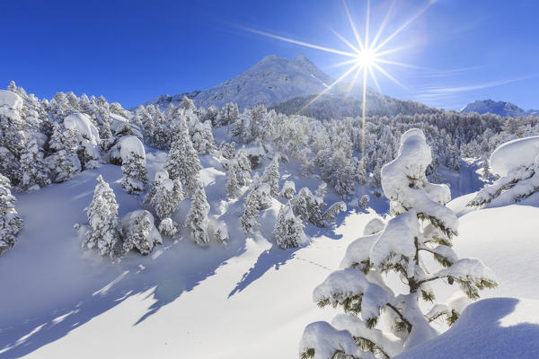 Rays of winter sun illuminate the snowy landscape around Maloja Canton of Graubünden Engadine Switzerland Europe