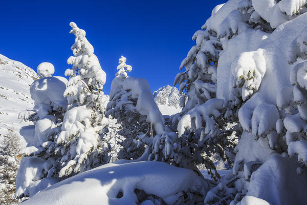 The winter sun shines on the snow covered woods and the landscape around Maloja Canton of Graubünden Engadine Switzerland Europe