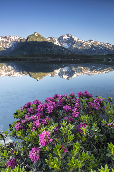 Rhododendrons surround Mount Cardine reflected in Lake Andossi at sunrise Chiavenna Valley Valtellina Lombardy Italy Europe