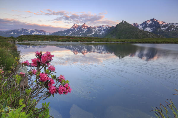 Rhododendrons surround Peak Tambò reflected in Lake Andossi at sunrise Chiavenna Valley Valtellina Lombardy Italy Europe
