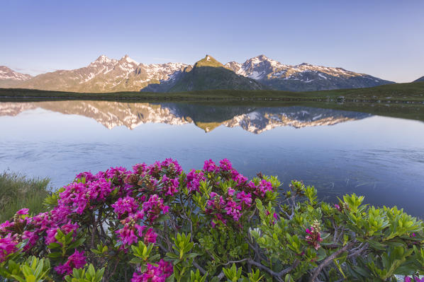 Rhododendrons surround Peak Tambò reflected in Lake Andossi at sunrise Chiavenna Valley Valtellina Lombardy Italy Europe