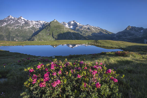 Rhododendrons surround Mount Cardine reflected in Lake Andossi at sunrise Chiavenna Valley Valtellina Lombardy Italy Europe