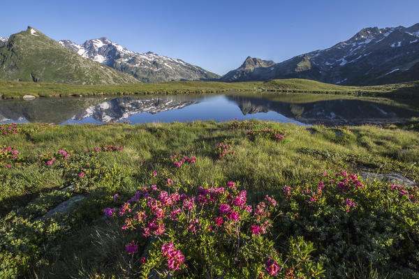 Rhododendrons surround Peak Tambò reflected in Lake Andossi at sunrise Chiavenna Valley Valtellina Lombardy Italy Europe
