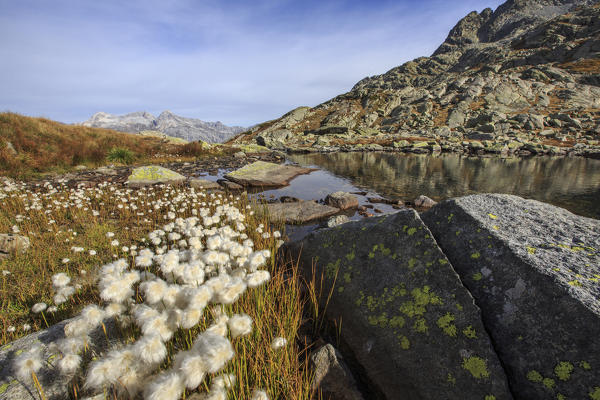 Cotton grass on the shore of Laghi Azzurri Chiavenna Valley Spluga Valley Valtellina Lombardy Italy Europe