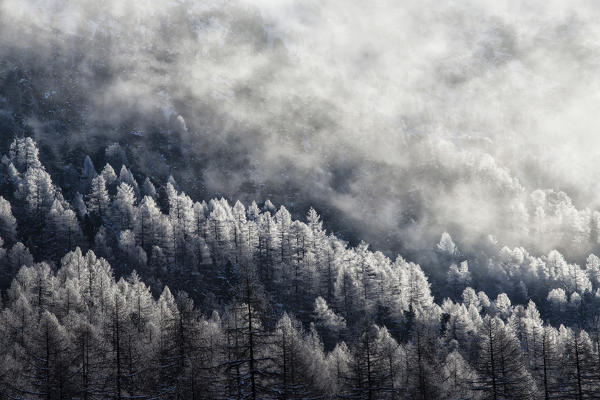 Frozen larches in the woods surrounded by low clouds Bernina Pass Engadine Canton of Graubünden Switzerland Europe