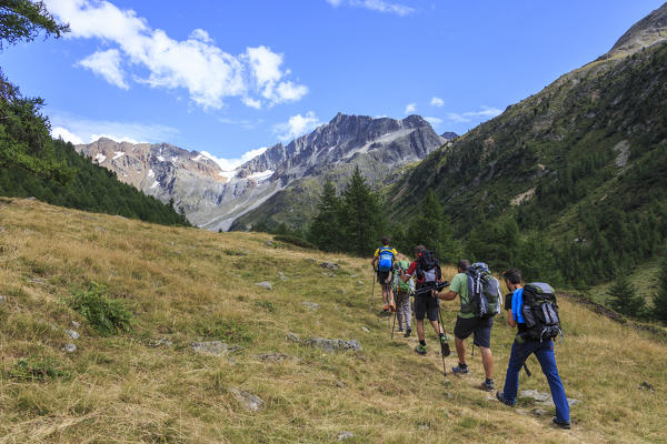 A group of hikers walking in the woods before reaching the peaks Minor Valley Livigno High Valtellina Lombardy Italy Europe