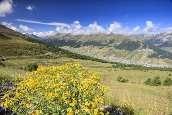Summer flowering Minor Valley High Valtellina Livigno Lombardy Italy Europe