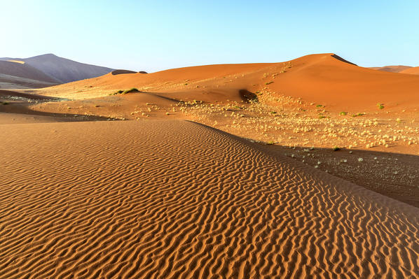 Dried plants among the sand dunes shaped by wind Deadvlei Sossusvlei Namib Desert Naukluft National Park Namibia Africa