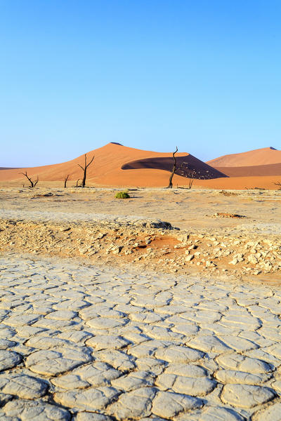 Parched ground and Dead Acacia surrounded by sandy dunes Deadvlei Sossusvlei Namib Desert Naukluft National Park Namibia Africa
