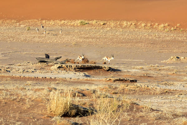 Gazelles running on dry ground Deadvlei Sossusvlei Namib Desert Naukluft National Park in Namibia Africa