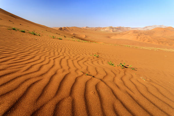 Plants among the sand dunes shaped by wind Deadvlei Sossusvlei Namib Desert Naukluft National Park Namibia Africa