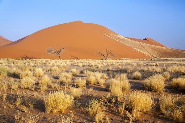 Dune 45 the star dune composed of 5 million year old sand Sossusvlei Namib Desert Naukluft National Park in Namibia Africa