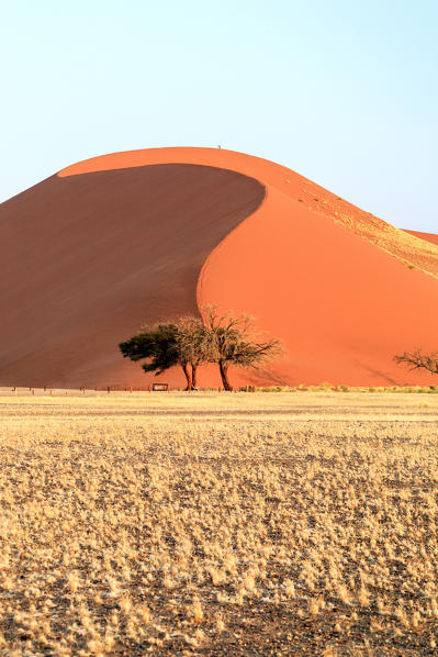 Dune 45 the star dune composed of 5 million year old sand Sossusvlei Namib Desert Naukluft National Park in Namibia Africa