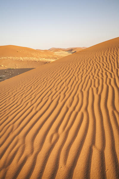 Dried plants among the sand dunes shaped by wind Deadvlei Sossusvlei Namib Desert Naukluft National Park Namibia Africa