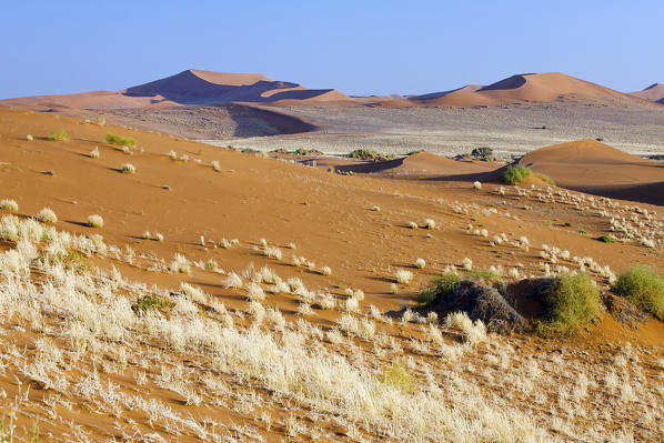 Dried plants among the sand dunes shaped by wind Deadvlei Sossusvlei Namib Desert Naukluft National Park Namibia Africa